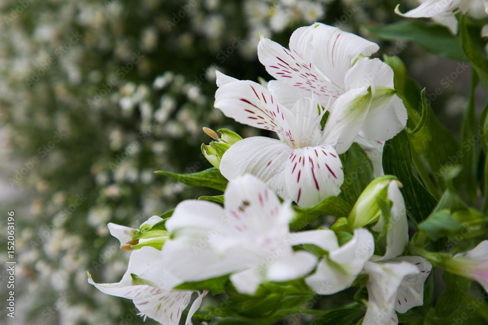 White Lily flowers on white background studio shot White Lily flowers on white background studio shot
