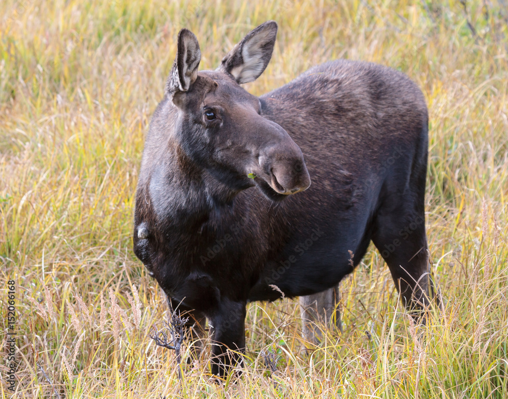 Shiras Moose of The Colorado Rocky Mountains Shiras Moose of The Colorado Rocky Mountains