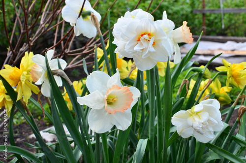 Flowers narcissuses a grade terry blossom in the spring 