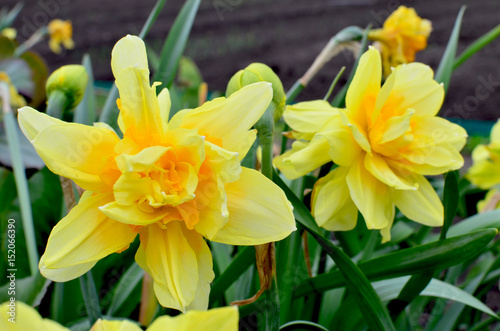 Flowers narcissuses a grade terry blossom in the spring 