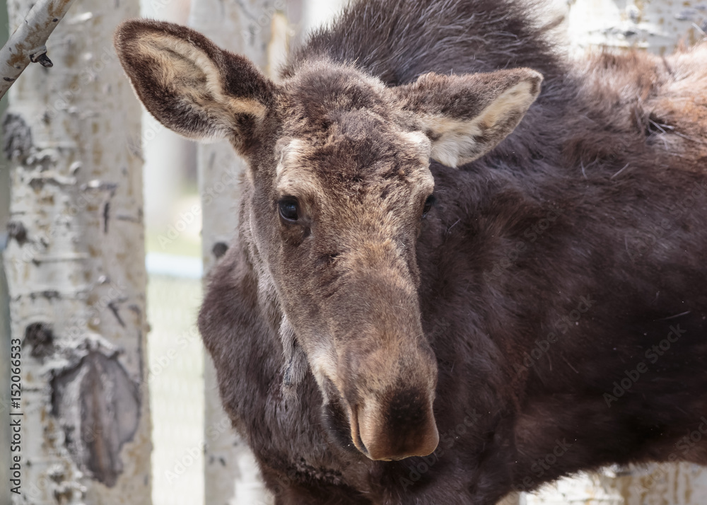 Shiras Moose of The Colorado Rocky Mountains Shiras Moose of The Colorado Rocky Mountains