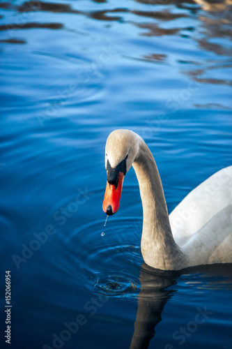 White swan in the lake with blue dark background on the sunset.