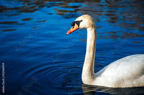 White swan in the lake with blue dark background on the sunset.