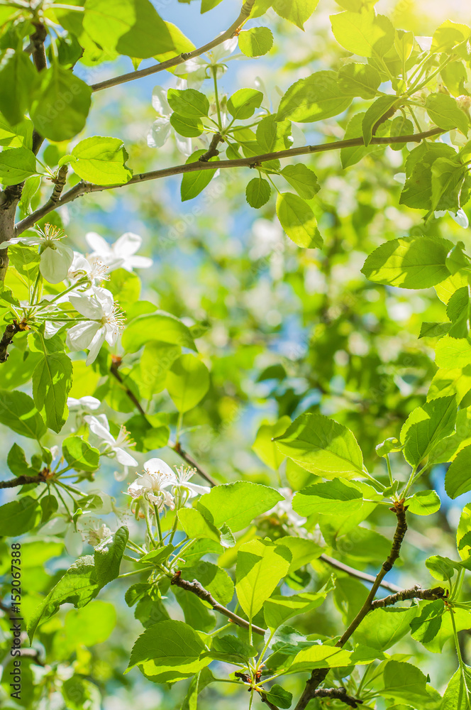 Beautiful apple tree branch with sun Beautiful apple tree branch with sun