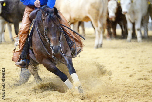 Fototapeta Naklejka Na Ścianę i Meble -  cutting, brown quarter horse in a cutting competition inside in full action