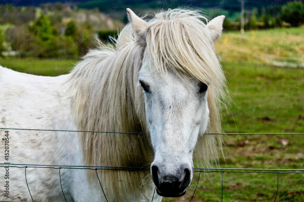 White Horse White Horse