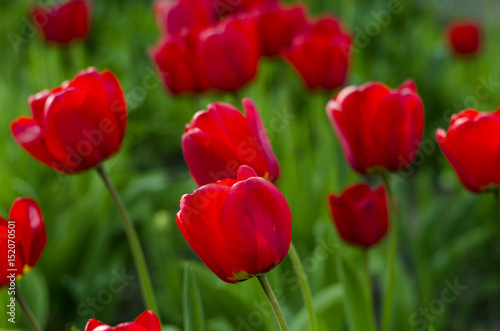 Red natural tulips