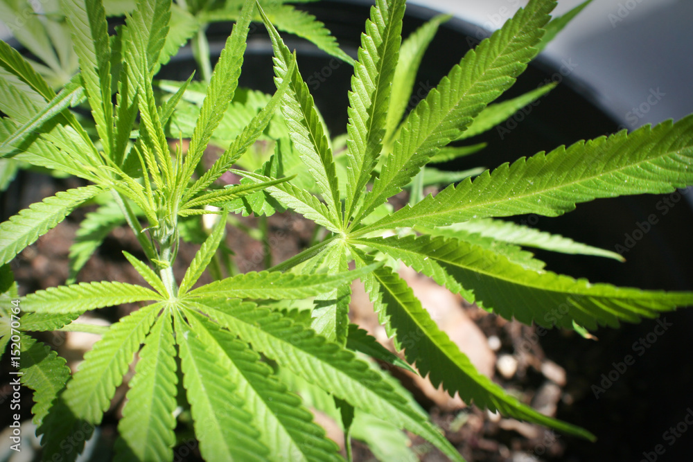Marijuana High Quality Marijuana High Quality