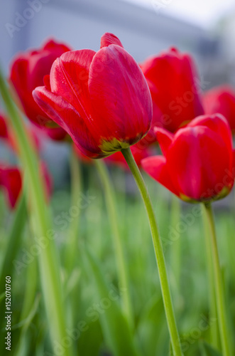 Red natural tulips
