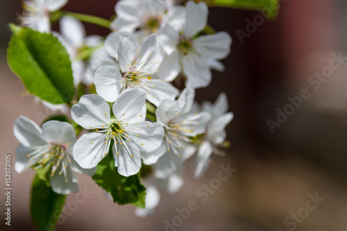 Spring cherry bloom