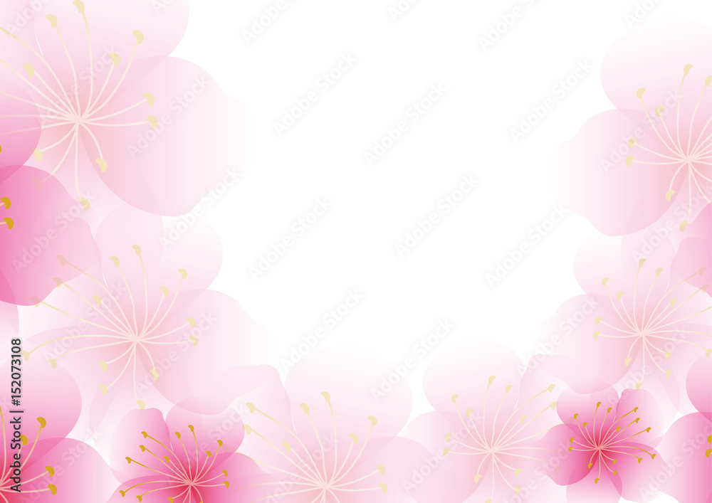 Cherry blossom flowers background. Sakura  pink flowers