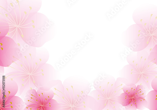 Cherry blossom flowers background. Sakura pink flowers