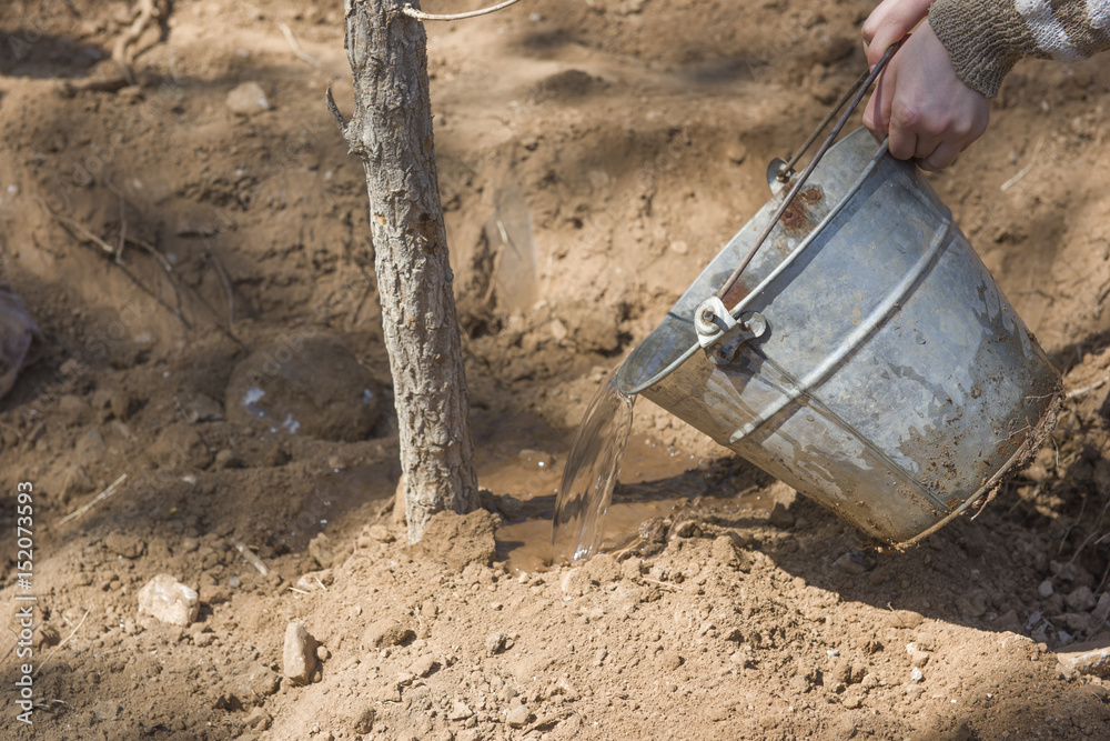Watering tree seedlings after planting into soil. Watering tree seedlings after planting into soil.