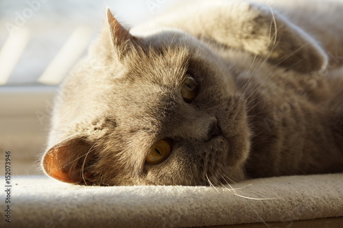 Kartäuser Katze in der Abend Dämmerung