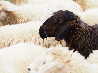 Ingelijste posters Schaap Zwart schaap tussen witte kudde  © pkanchana
