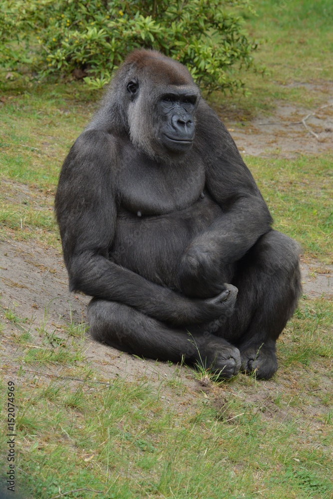 Gorilla