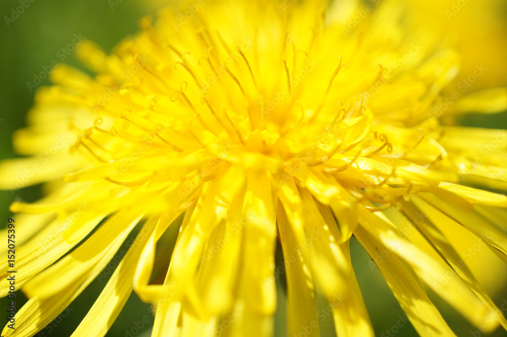 A beautiful dandelion macro photo. Selective focus. A beautiful dandelion macro photo. Selective focus.