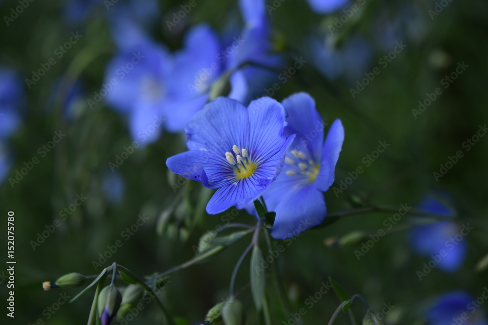 blue flower blue flower