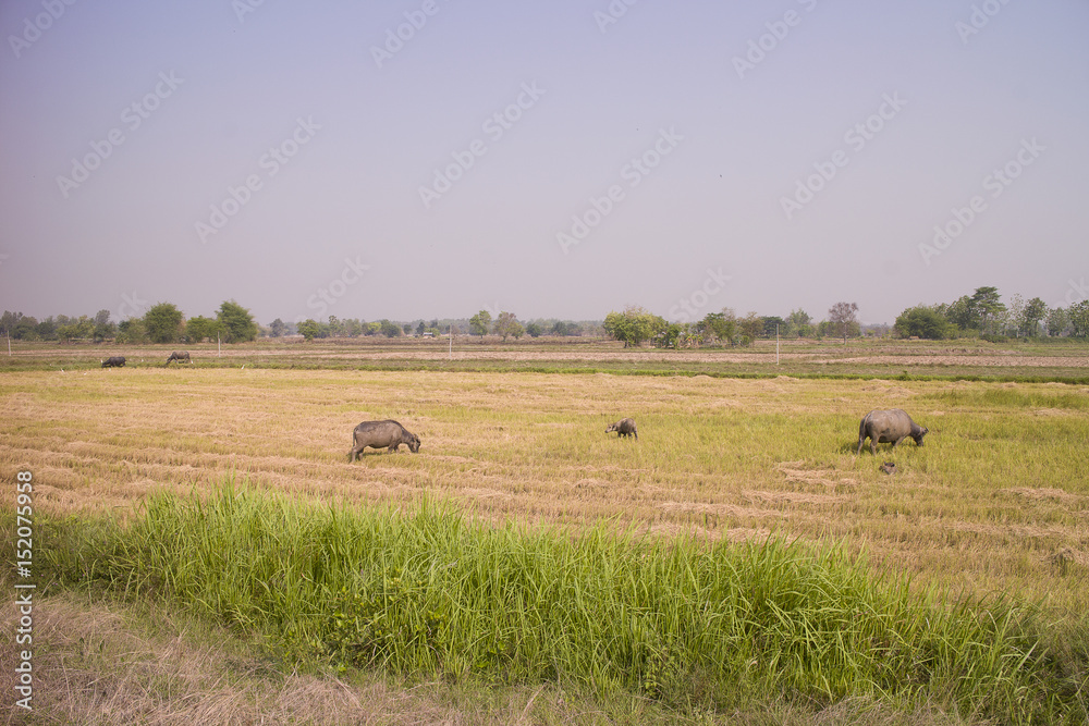  buffalo in Thailand