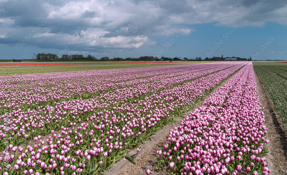 Beautiful  tulip fields in the Netherlands in spring, Holland