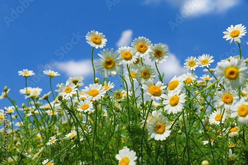 Summer wildflowers and clouds