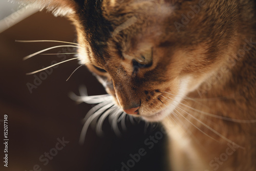 young abyssinian cat in bag on table, shallow focus