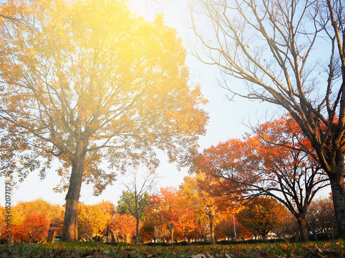 Autumn natural background in the park in Saga, Japan photo