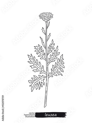 Leuzea isolated vector sketch