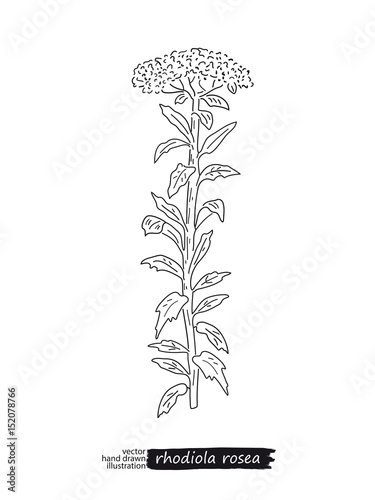 Rhodiola rosea isolated vector sketch photo