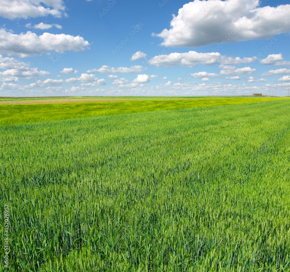 Wheat field against a blue sky Wheat field against a blue sky