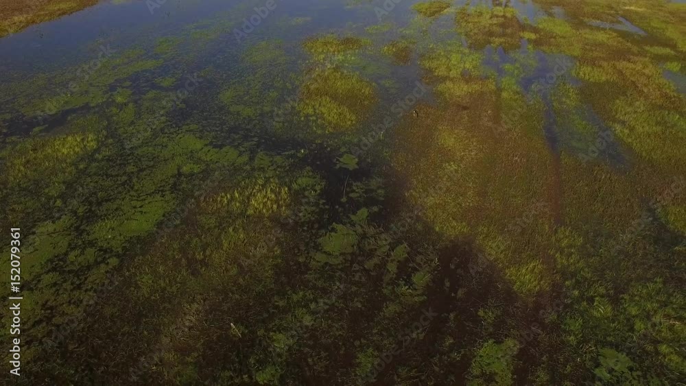 Grass or blooming algal in water top view 4k. Low close aerial fly over swampy wetland overgrown lake or flood river in spring drone copter shadow seen on water surface. Technology monitoring nature Grass or blooming algal in water top view 4k. Low close aerial fly over swampy wetland overgrown lake or flood river in spring drone copter shadow seen on water surface. Technology monitoring nature