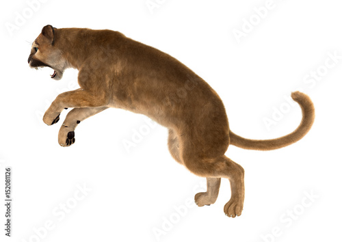 3D Rendering Big Cat Puma on White