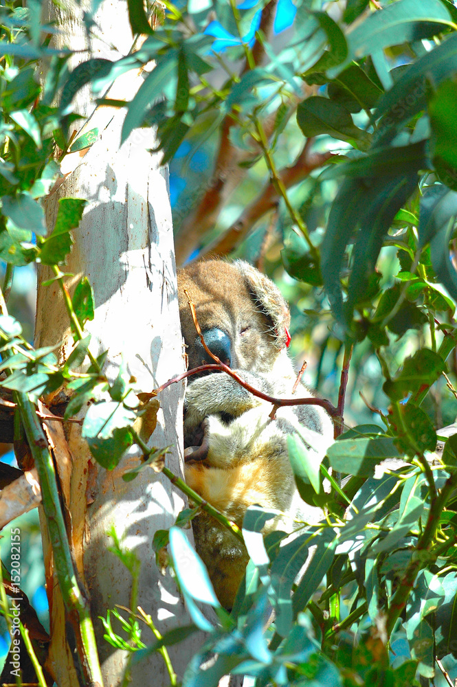Fototapeta premium koala