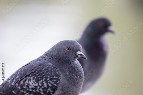 Domestic pigeon (Columba livia domestica) © fluffandshutter