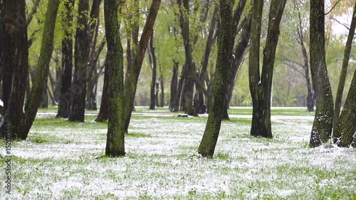 Abnormal weather. Snow goes on the green trees in the spring. Falling snow in a park with grass. photo