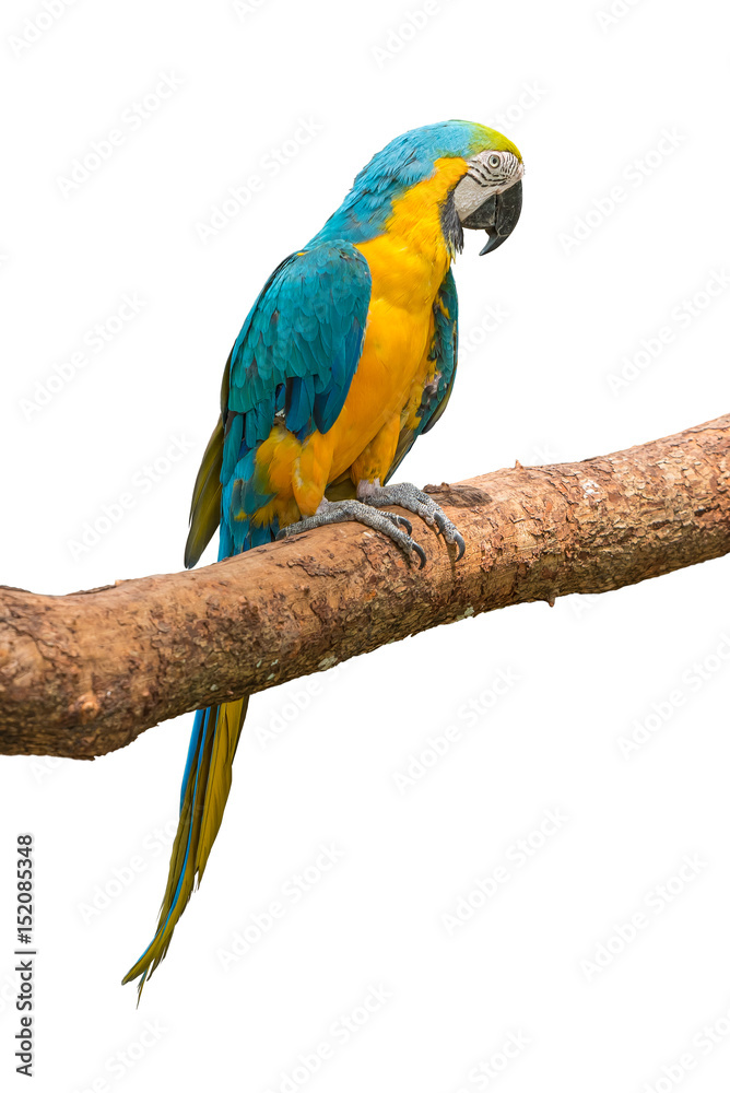 Blue and yellow macaw sit on the branch isolated on white background.