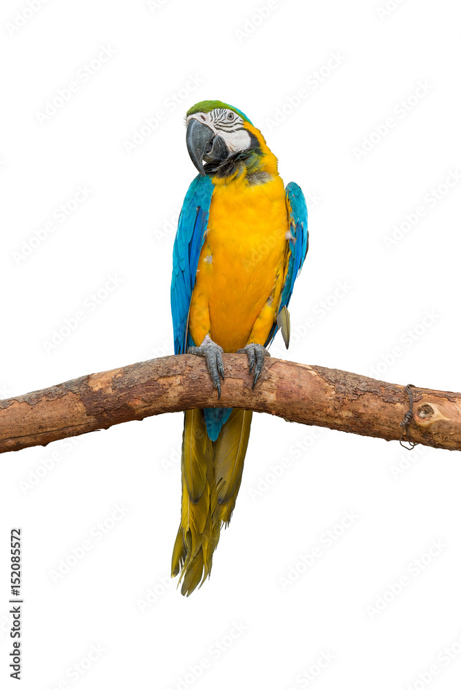 Fototapeta premium Blue and yellow macaw sit on the branch isolated on white background.