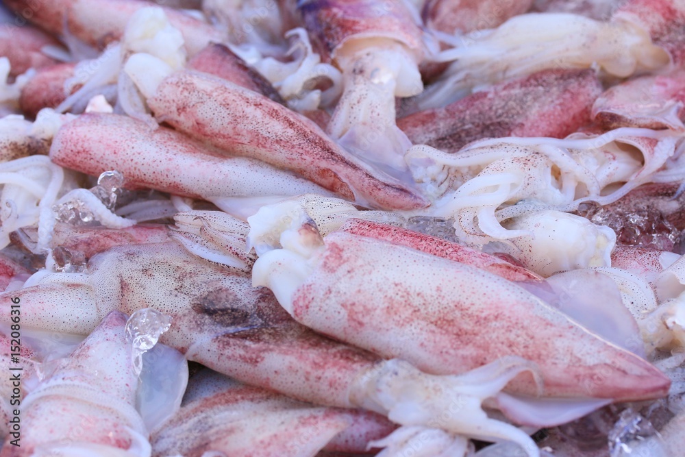 squid at the market