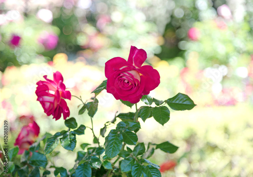 Pink rose on tree in garden