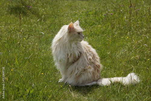 Maine-Coon Kater, mit kritischem Blick zurück