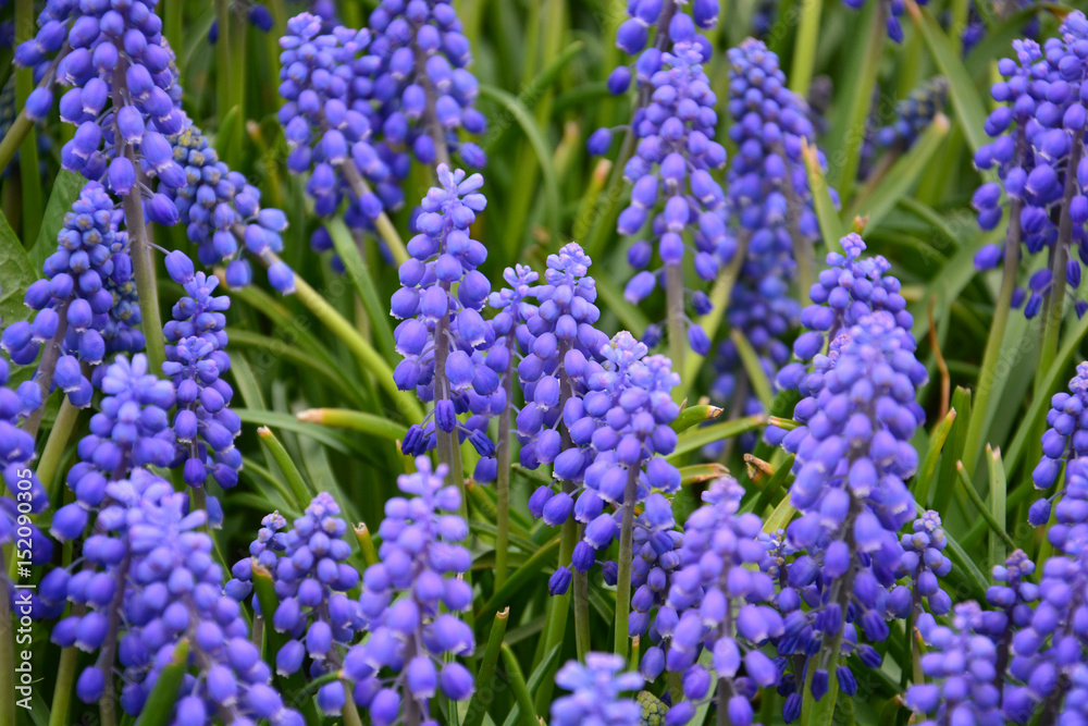 blue flowers in early spring in the garden blue flowers in early spring in the garden