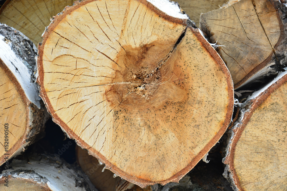 the texture of the saw cut tree trunk the texture of the saw cut tree trunk
