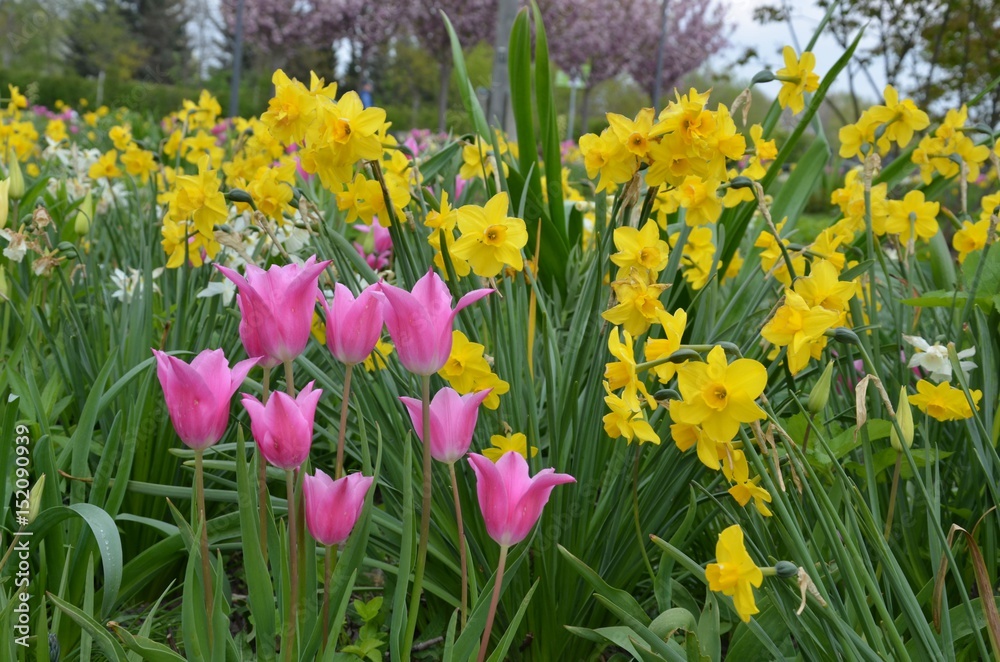 Rosa Tulpen und Narzissen blühen im Park Rosa Tulpen und Narzissen blühen im Park