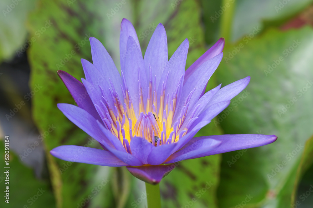 Beautiful Purple Lotus in pool
