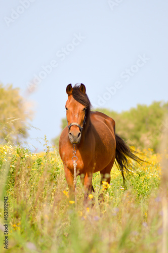 Fototapeta Naklejka Na Ścianę i Meble -  Brown horse in a meadow filled