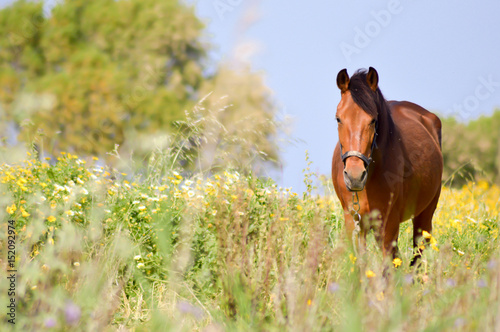 Fototapeta Naklejka Na Ścianę i Meble -  Brown horse in a meadow filled with