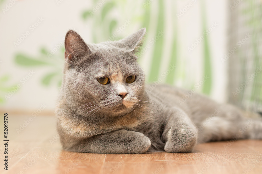 Light-colored cat with red spots and short hair lies on the floor