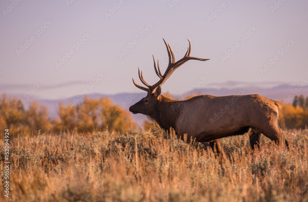 Fototapeta premium Bull Elk in the Fall Rut