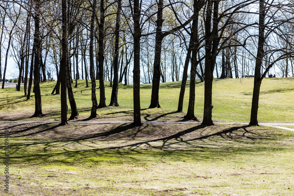 Naklejka premium fir trees on a meadow down the will to coniferous forest in foggy forest