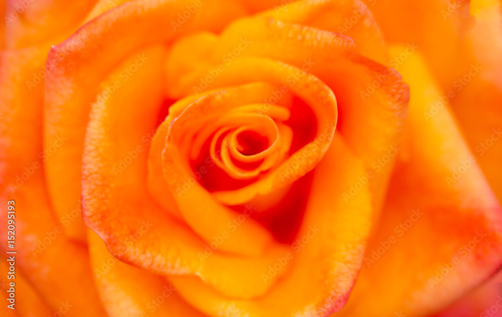 Background of the petals. Orange rose close-up. Background of the petals. Orange rose close-up.